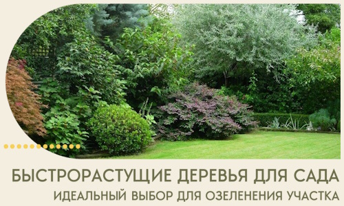 Быстрорастущие деревья для сада идеальный выбор в Соликамске