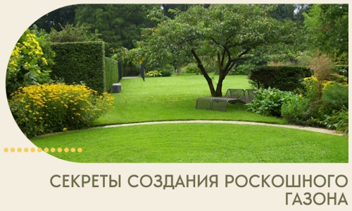 Секреты создания роскошного газона в Соликамске